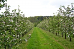Gala orchard